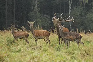 Belling: Red Deer - herd in rut - buck belling