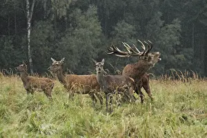 Belling: Red Deer - herd in rut - buck belling