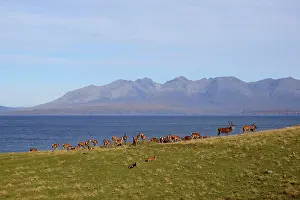 Red Deer - herd in rut season - by sea Isle of Rhum