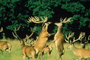 Yann Arthus-bertrand: RED DEER - herd with two stags fighting