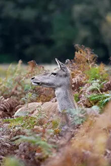 Elaphus: Red deer - hind