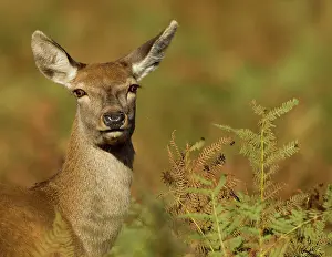 Hinds: Red Deer Hind among bracken female October Bradgate