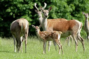 Hinds: Red Deer - hind with calf
