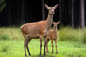 Hinds: Red Deer - Hind and calf