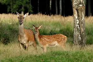 Hinds: Red Deer - Hind and calf