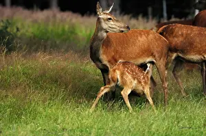 Hinds: Red Deer - Hind nursing calf