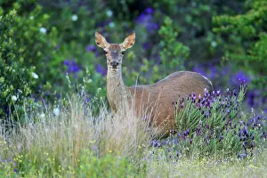 Hinds: Red Deer - hind, amongst wild lavender