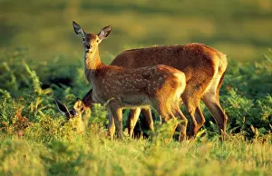 Hinds: Red Deer - hinds with calf