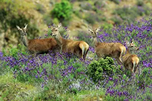 Hinds: Red Deer - hinds with calves, amongst wild lavender