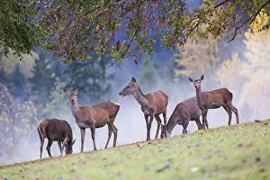 Misty: Five red deer hinds (Cervus elaphus) stand in a meadow