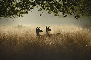 Silhouettes: Red Deer - hinds at dawn