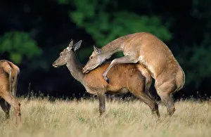 Hinds: Red Deer - hinds sexually stimulated during the rut