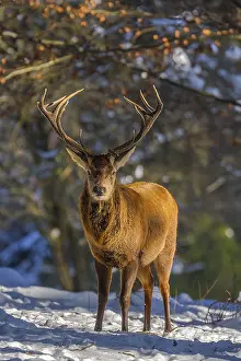 Schwaebische: Red deer - impressive male deer stag on a clearing