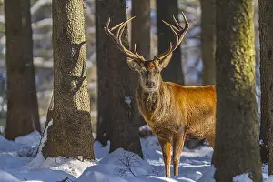 Schwaebische: Red deer - impressive male deer stag on a clearing