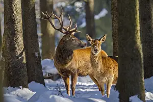 Schwaebische: Red deer - impressive male deer stag and hind on