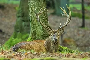 Schwaebische: Red deer - impressive male deer stag lying relaxed