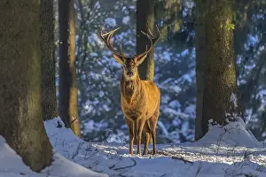 Schwaebische: Red deer - impressive male deer stag in snow covered