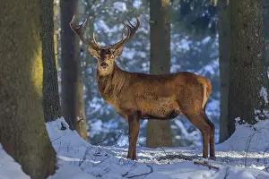 Schwaebische: Red deer - impressive male deer stag in snow covered