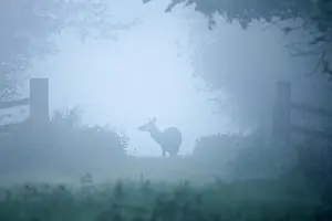 250720: Red Deer juvenile in mist - Norfolk UK