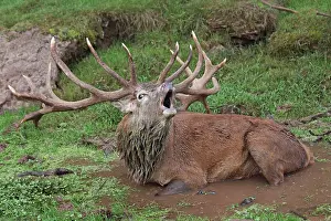 Puddles: Red Deer - lying down in puddle - in rut - buck belling