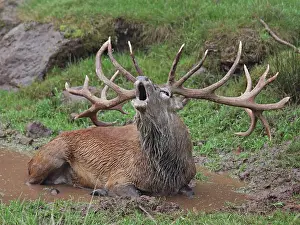 Puddles: Red Deer - lying down in puddle - in rut - buck belling