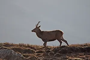 Moorlands: Red Deer - male