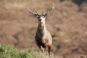 Moorlands: Red Deer - male