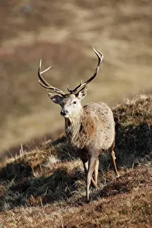 Moorlands: Red Deer - male
