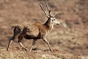 Moorlands: Red Deer - male