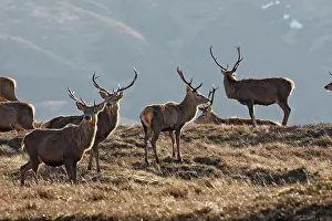 Moorlands: Red Deer - male