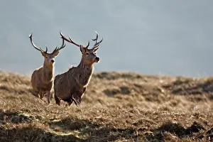 Moorlands: Red Deer - male