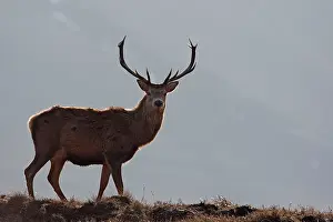 Moorlands: Red Deer - male