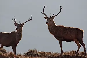 Moorlands: Red Deer - male