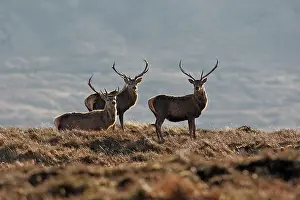 Moorlands: Red Deer - male