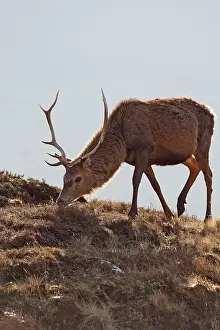 Moorlands: Red Deer - male