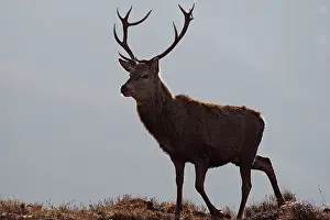 Moorlands: Red Deer - male