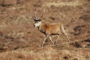 Moorlands: Red Deer - male