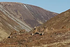 Moorlands: Red Deer - male
