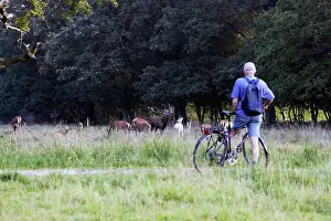 Bikes: Red Deer - male bellowing