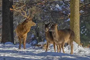 Schwaebische: Red deer - male deer stag and hinds in snow covered
