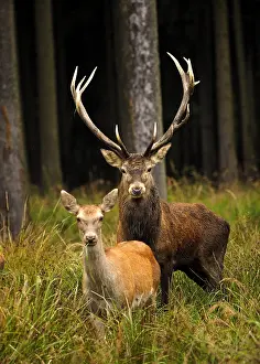 040319: Red Deer-male and female are standing together and