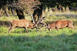 Aggresive: Red Deer - male fighting