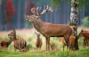 Hinds: Red Deer - male in rutting season roaring