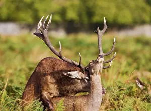 Wildife: Red Deer - mating