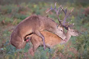 Rutting: Red Deer mating