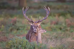 Rutting: Red Deer mating