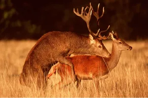 Penis: RED DEER - mating, sideview