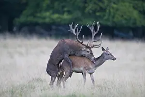 Copula: Red Deer - mating stag and female during rut - Danmark