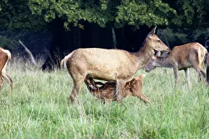 Hinds: Red Deer - mother and young suckling