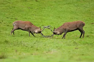Jake Stephen: Red Deer pair of stags rutting with antlers